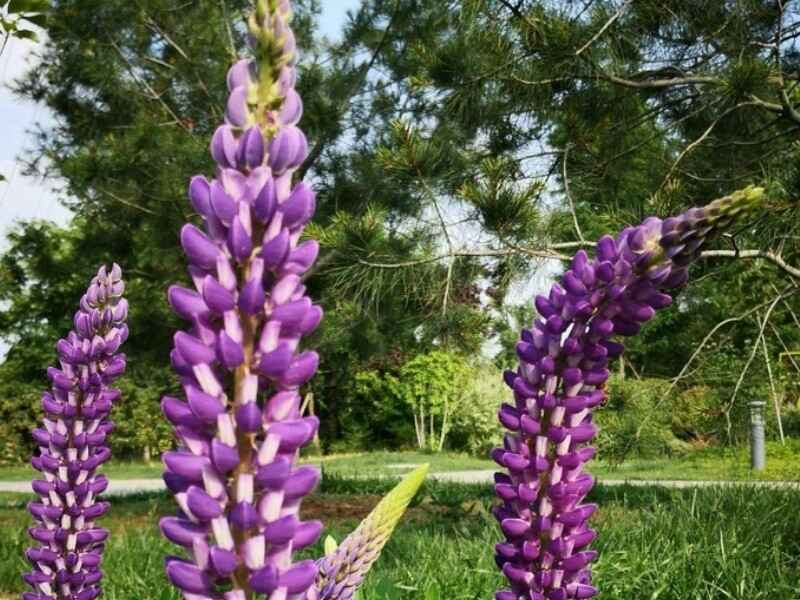 鲁冰花种子隔年能发芽吗，种植后多久才能发芽