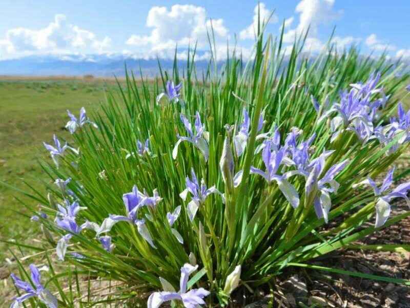 马兰花冬季需要修剪吗，在冬季种植可以吗