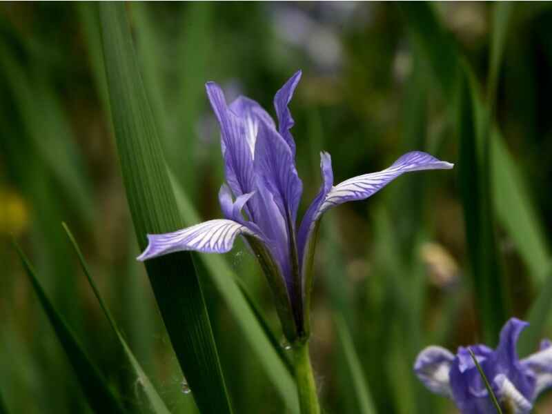 马兰花开花有香味吗，花朵会在几月份开