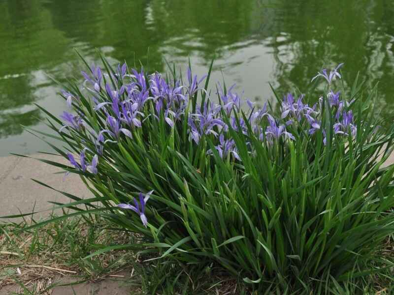 马兰花种子种植后多久可以开花，种植后怎么进行管理