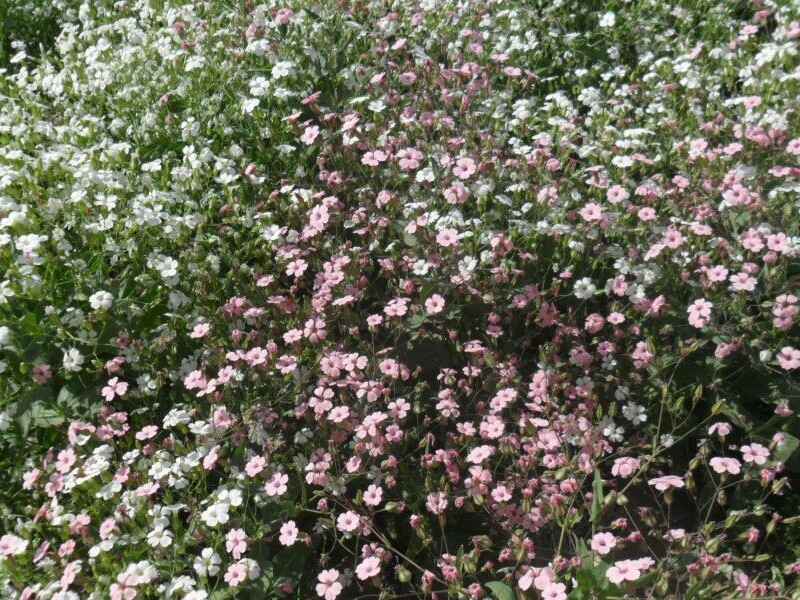 满天星冬季可以开花吗，花期有多久