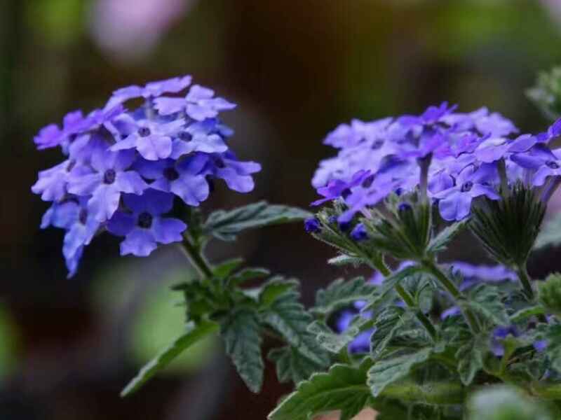 美女樱隔年能发芽吗，种植每亩地需要多少种植