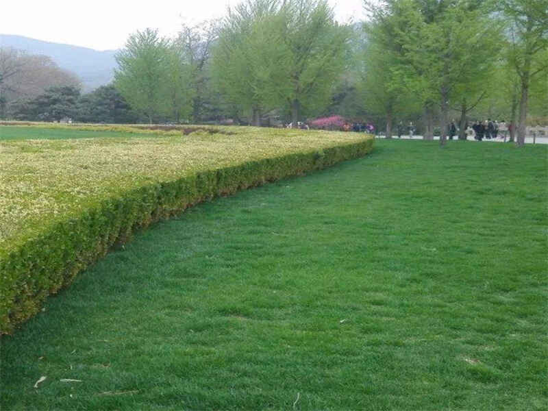 哪些草籽适合混播紫羊茅的特性及其栽培