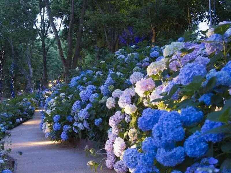 南非牛舌草夏季能种植吗，存活度怎么样