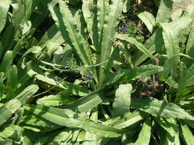 南非牛舌草种子在冬季种植可以吗，什么季节播种更合适