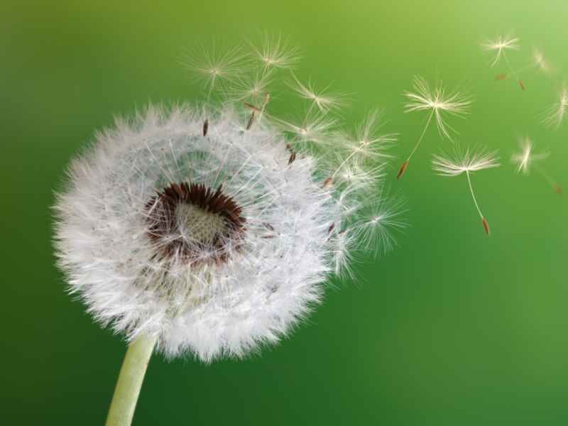 蒲公英种子需要怎么种植效果好，种植后好养护吗