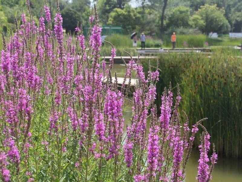 千屈菜种子在哪里购买种植需要进行催芽吗