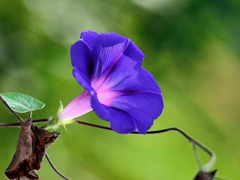 牵牛花每平米的播种数量是多少，种植的时间是什么