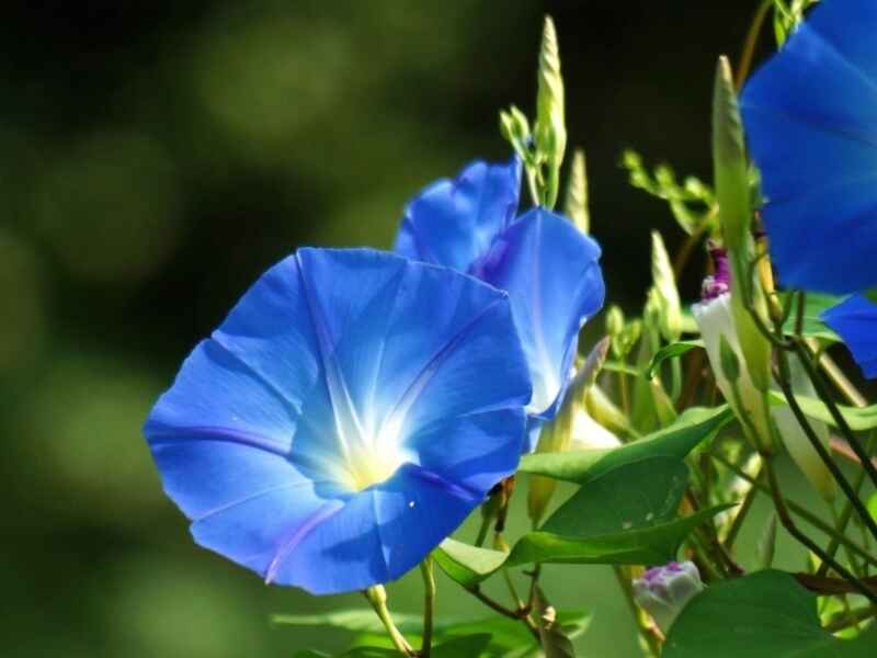 牵牛花能在东北过冬吗，花朵几月份绽放