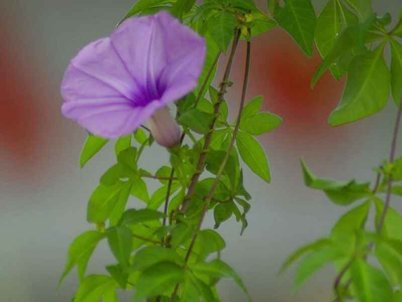 牵牛花一亩需要三斤到4斤的种