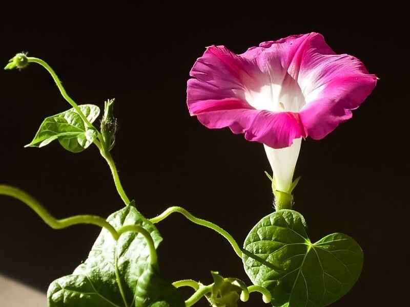 牵牛花种子种植后是多年生植物是一年生植物，在冬季种植可以吗