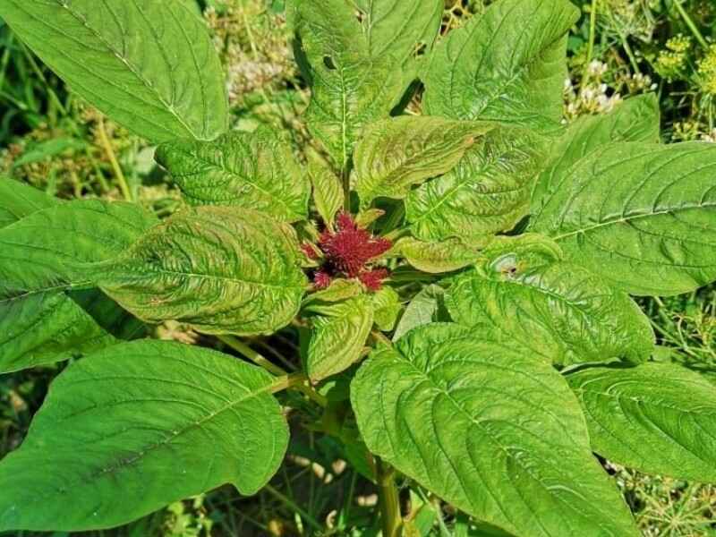 秋季种植美国籽粒觅的作用是什么适合在哪些地方种植呢