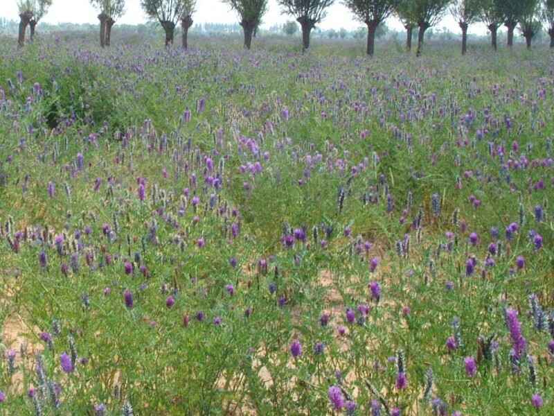 沙打旺种子可以在陕西地区种植吗陕西适合生长吗