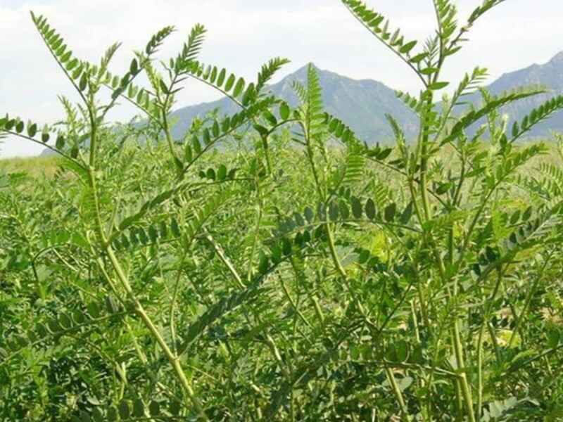 沙打旺种子种植适合的温度是多少零下时可以生长吗