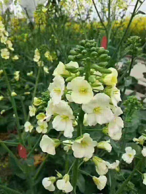 彩色油菜花种子（彩色油菜花种子价格）