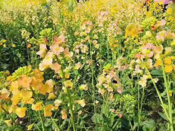 彩色油菜花