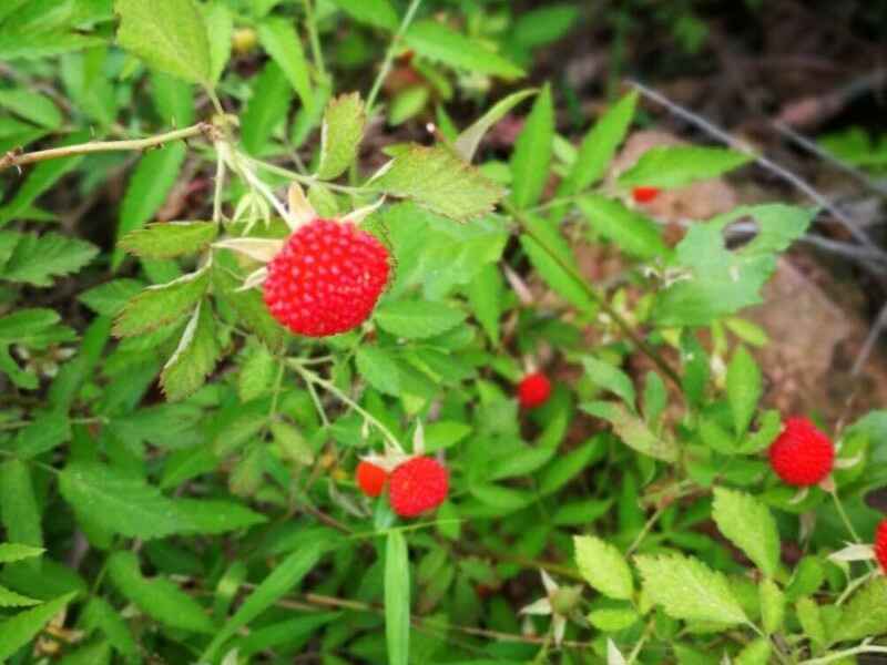 蛇莓夏季能种植吗