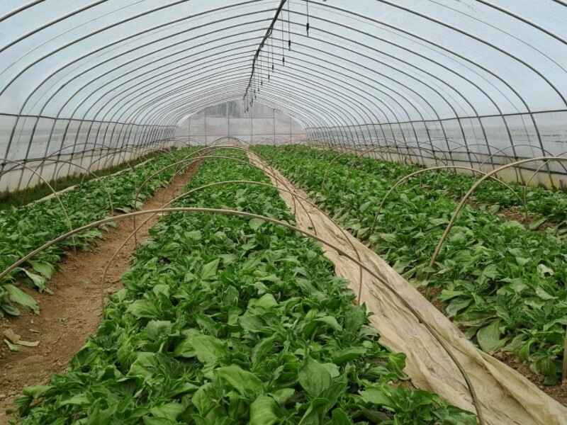 食用冰草种子种植在什么地方