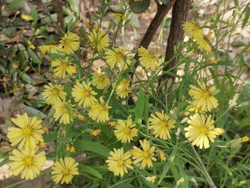 苦荬菜适合什么季节