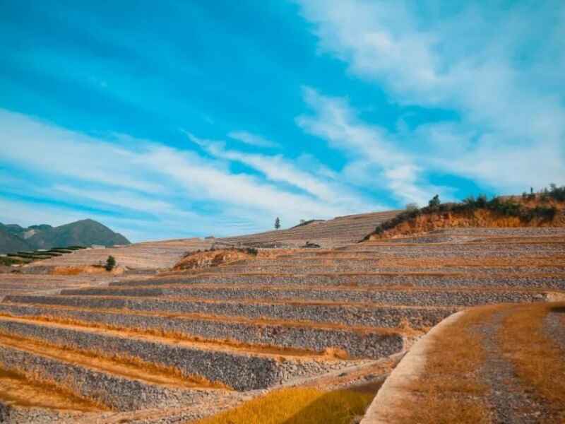 四川荒山绿化能种植什么植物