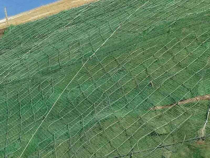 四川荒山适合种植什么植物