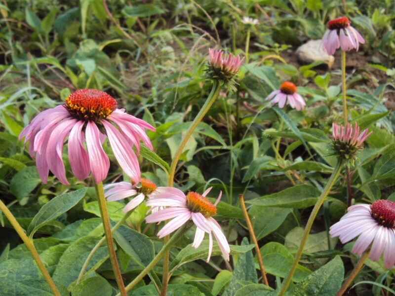 松果菊什么时候种植，开花有香味吗