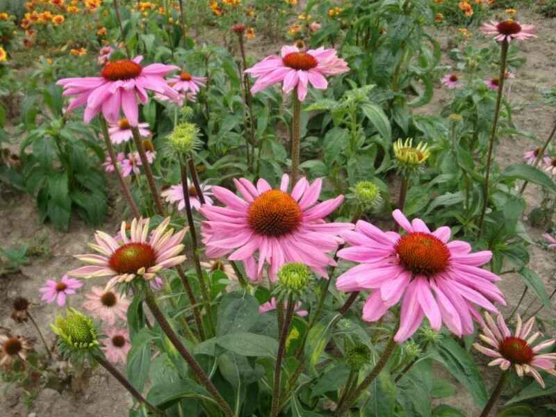 松果菊是多年生吗松果菊种植介绍