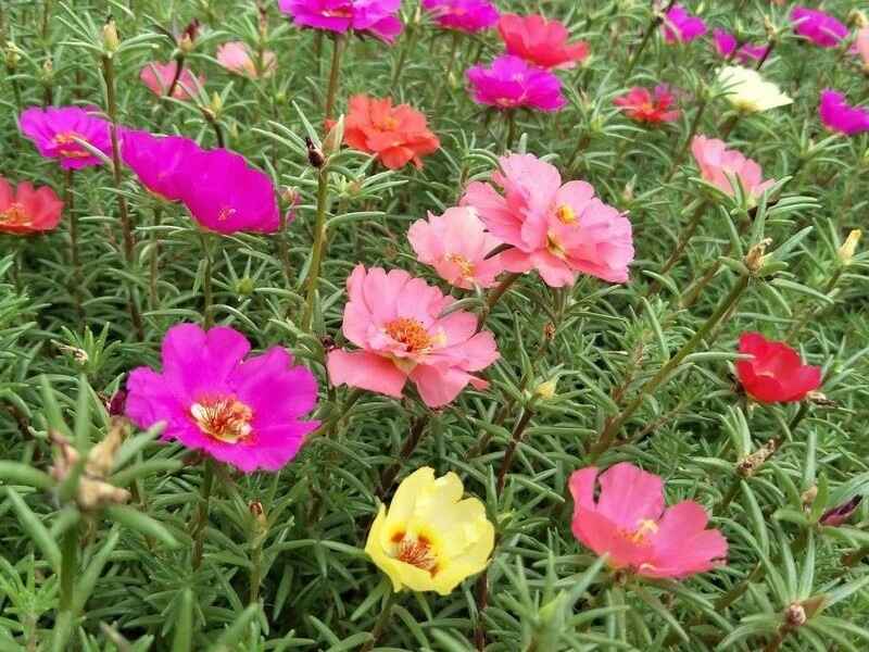 太阳花需要防治病虫害吗，花朵颜色有几种