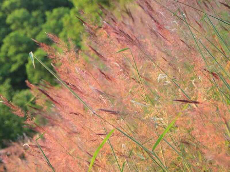 糖蜜草春季可以种植吗，怎么能过冬