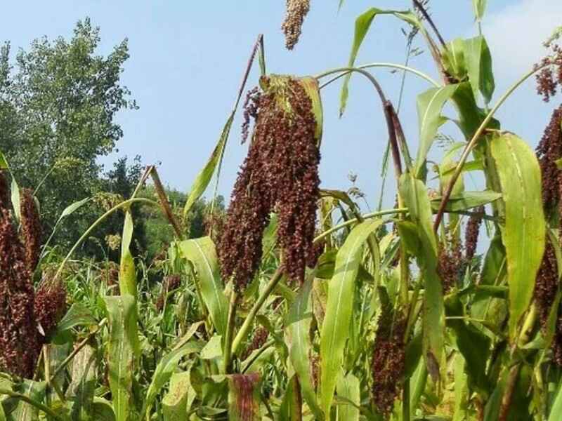 甜高梁是多年生牧草吗自我繁殖能力强吗