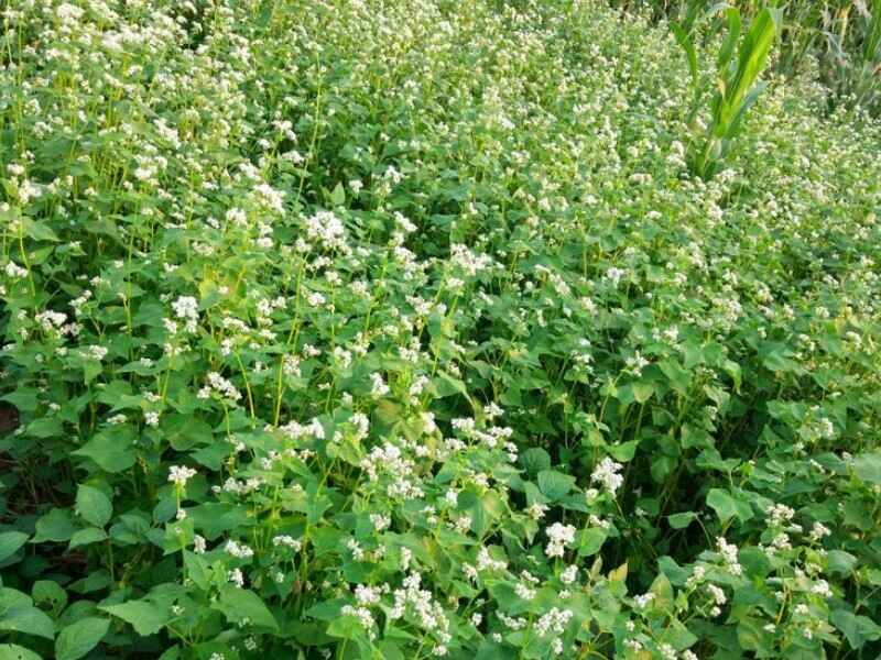 甜荞麦种子南方种植适合吗需要在水里浸泡吗