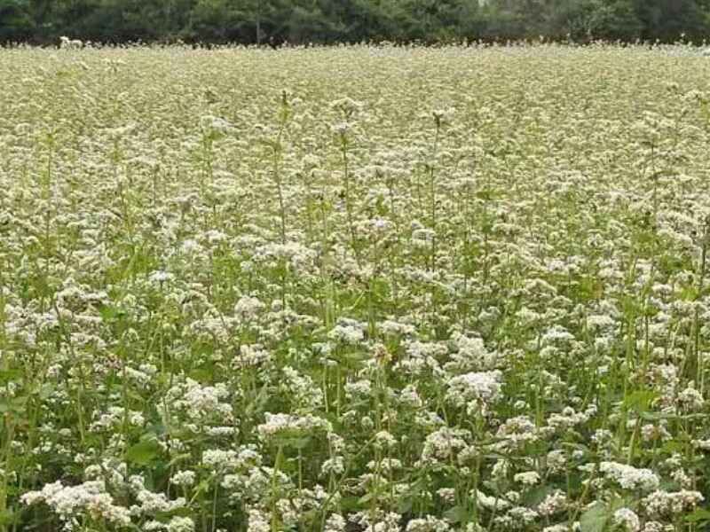 甜荞麦种子种植在东北种植效果好吗6月份可以种植吗