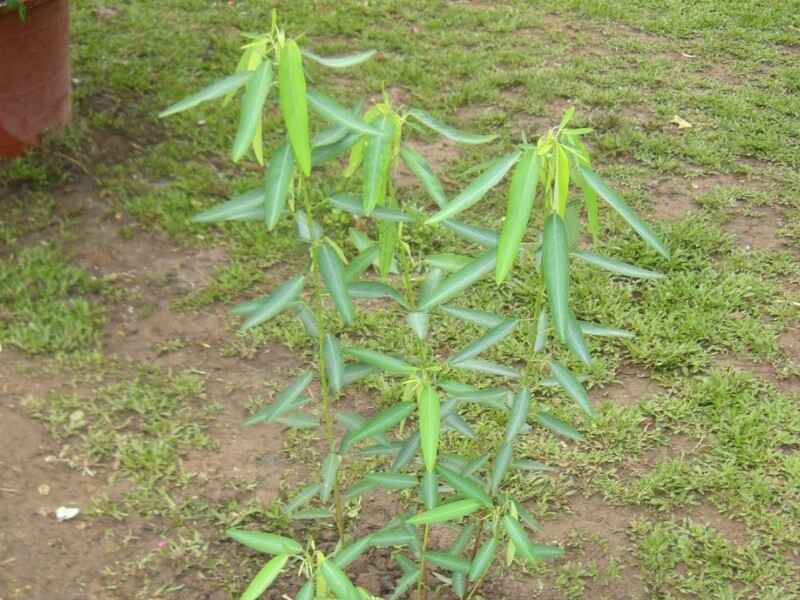 跳舞草是多年生植物是一年生植物，适合什么时候种植