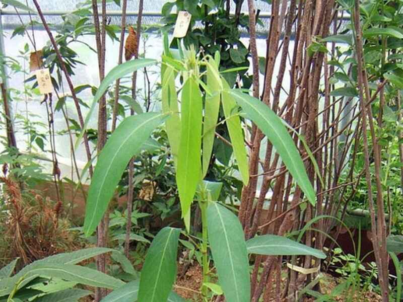 跳舞草在冬季种植可以吗，冬季可以种植吗