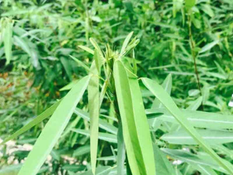 跳舞草种植地需要提前翻整吗，怎么能让植物更好的生长