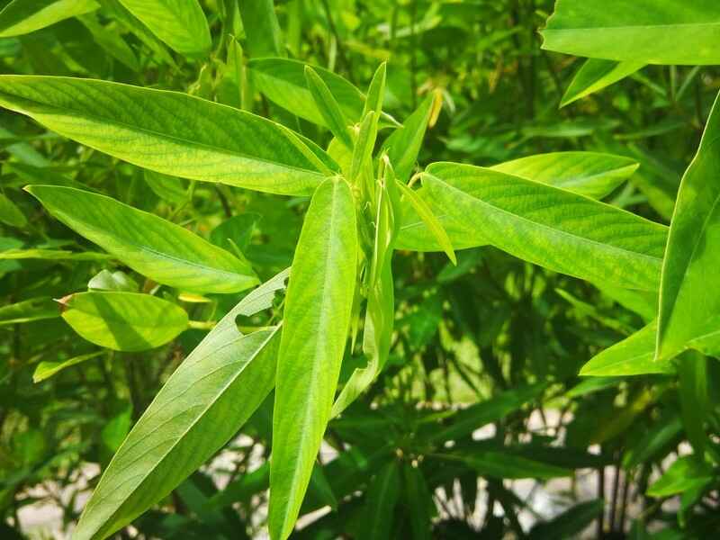 跳舞草种植的时候需提前浸泡吗，种植后多久发芽