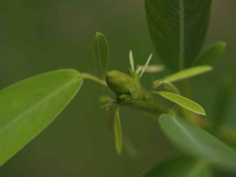 跳舞草种植方法是什么（跳舞草应该如何养殖）