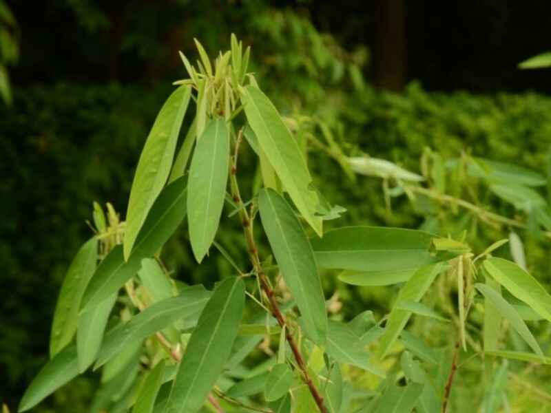 跳舞草种植后多久可以开花，植物的花期是多久