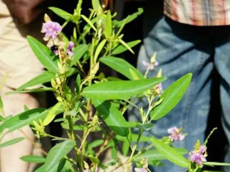 跳舞草种子冬季可以种植吗，一亩地用多少