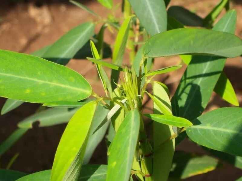 跳舞草种子种植的方法是什么，种植的时间是什么