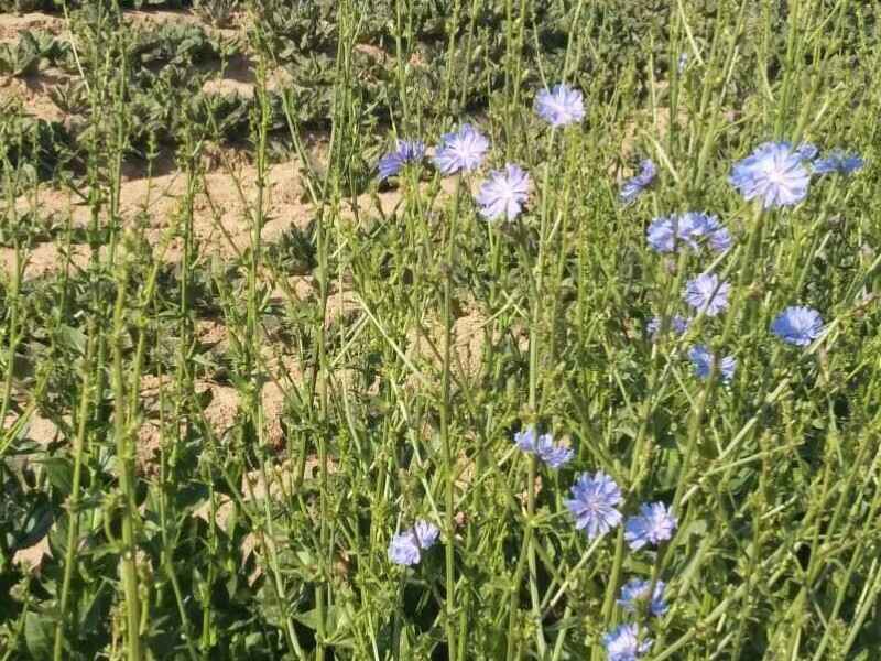 菊苣是一种多几生草本类植物