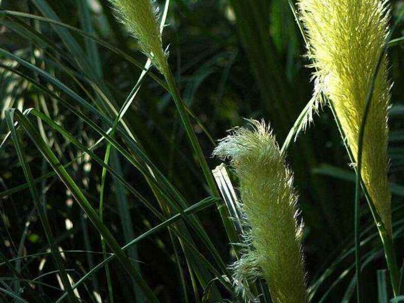 弯叶画眉草草坪冬季的时候如何生长弯叶画眉草冬天需要浇水吗