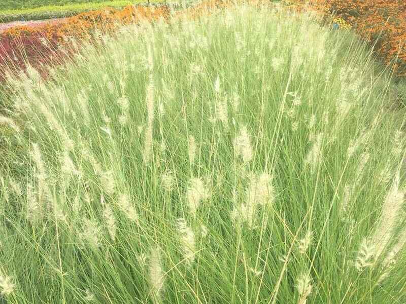 弯叶画眉草草坪生长多高开始修剪弯叶画眉草修剪后需要养护吗