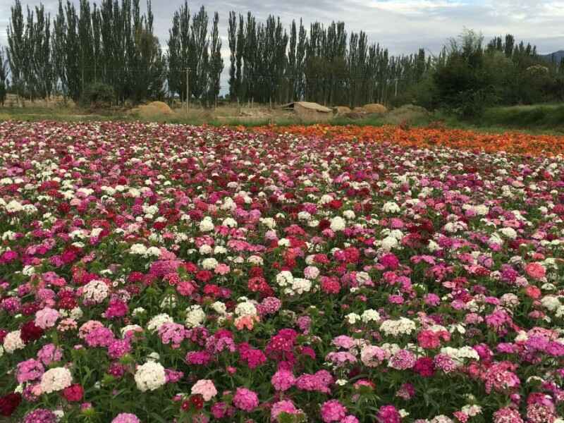 五彩石竹冬季可以开花吗