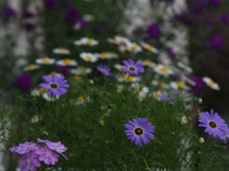 五色菊冬季可以开花吗，养护起来复杂吗