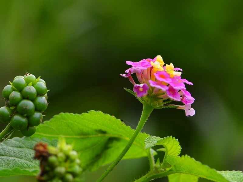 五色菊繁殖方式有哪些种植后可以生长多高