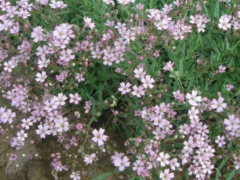 霞草冬季可以种植吗，播种要选择在几月