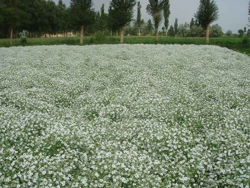 霞草种植方式霞草主要有两种繁殖方式