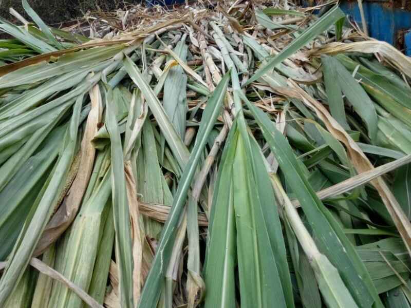 象草喂牛种植效果好吗象草需要粉碎喂养吗