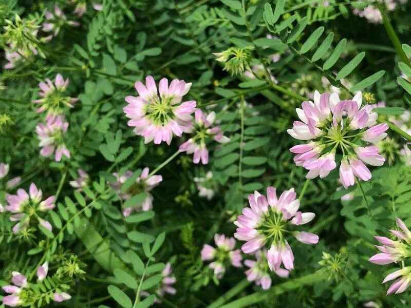 小冠花种子种植很难发芽吗适合什么时候播种